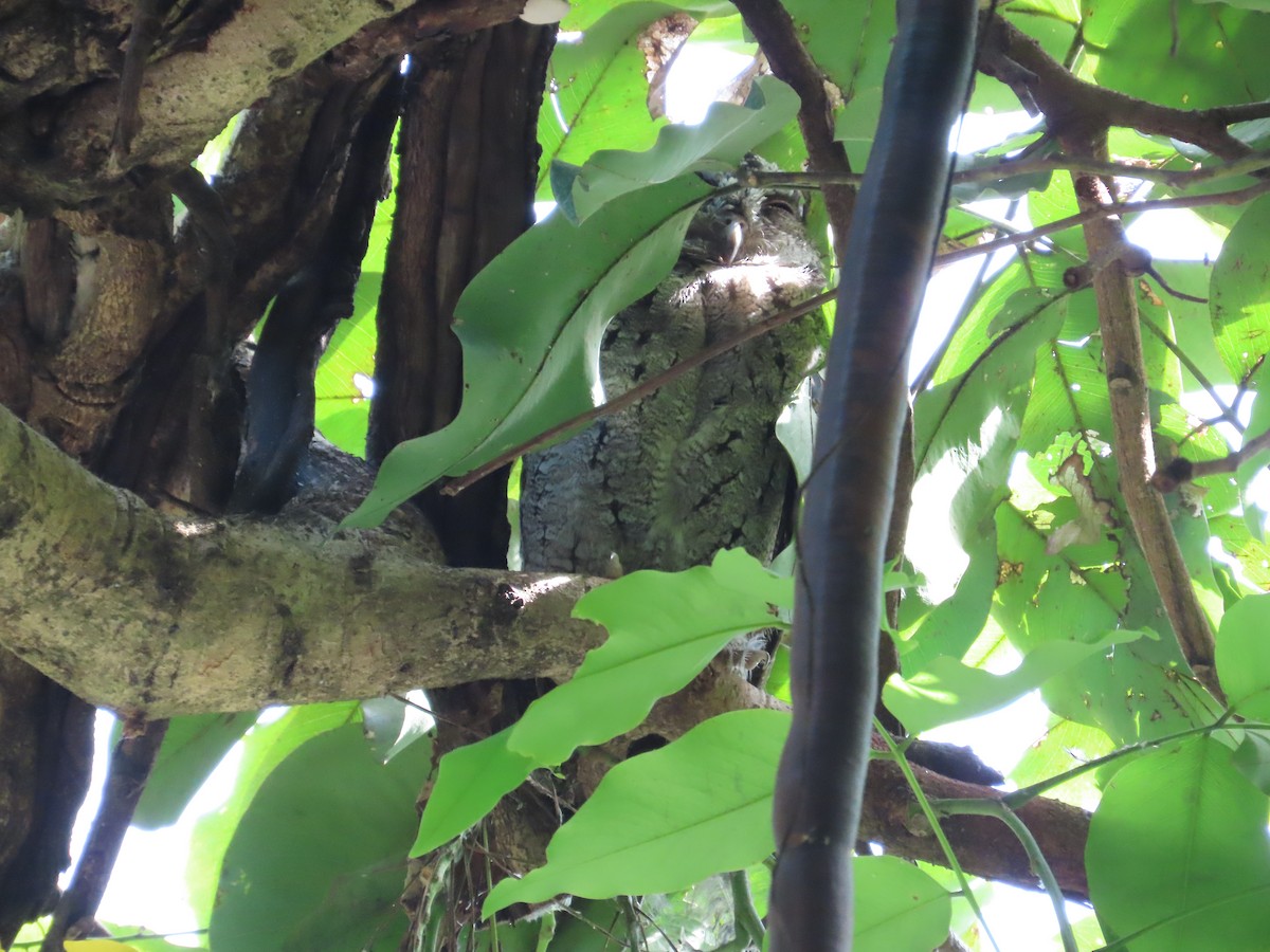 Collared Scops-Owl - ML620264536