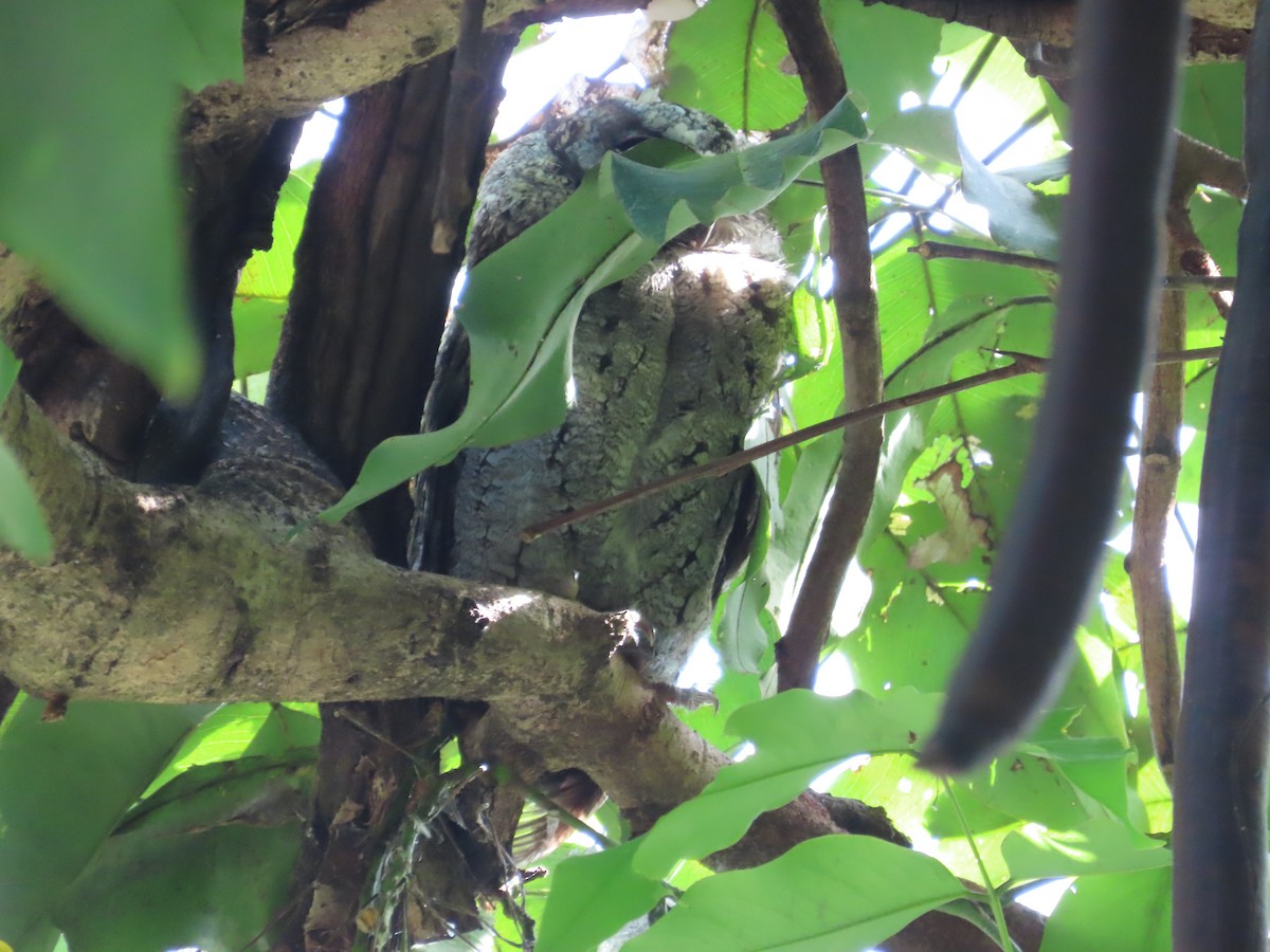 Collared Scops-Owl - ML620264537