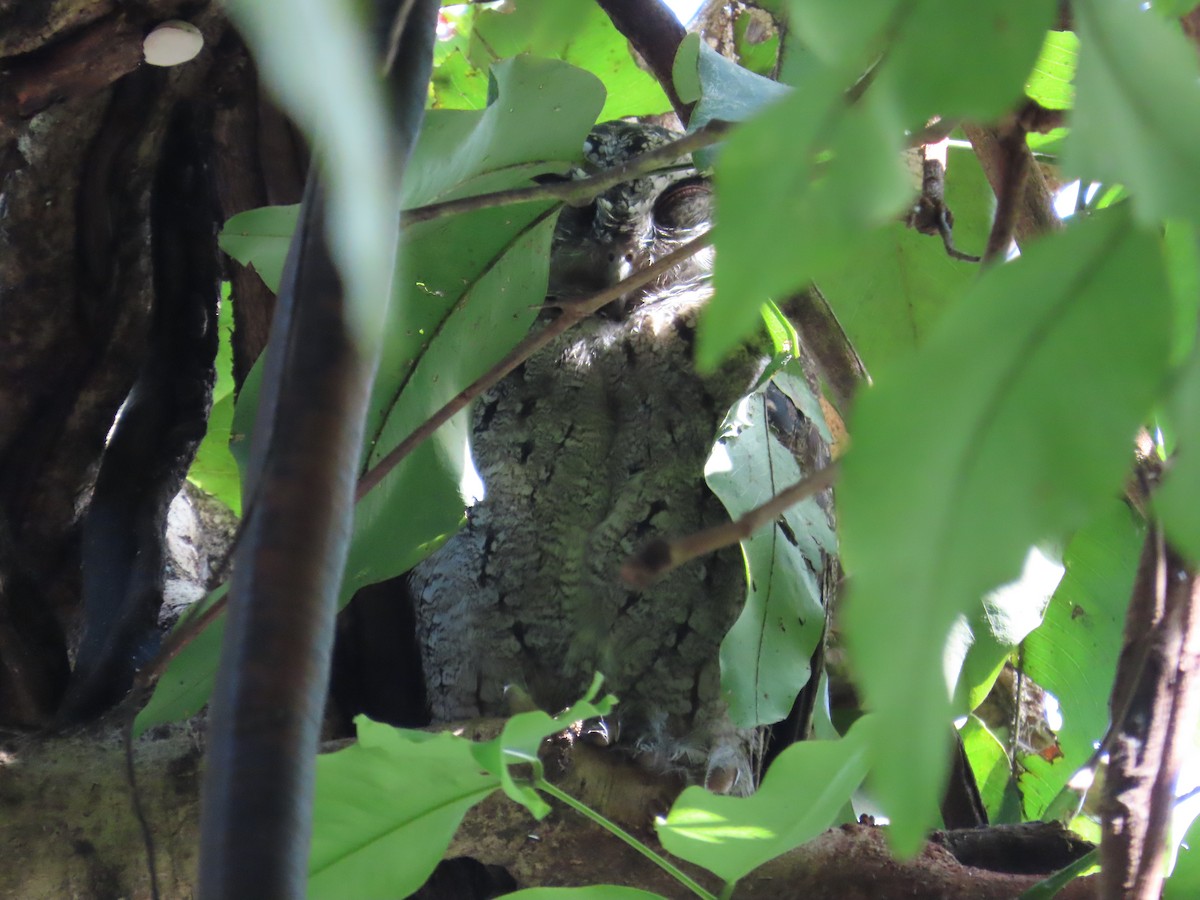 Collared Scops-Owl - ML620264538