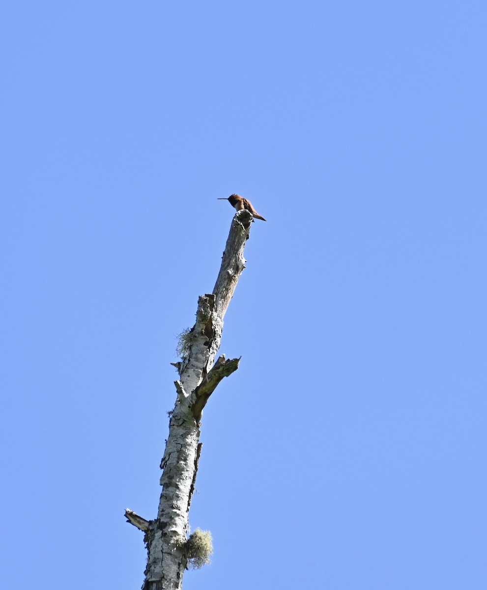 Rufous Hummingbird - ML620264554