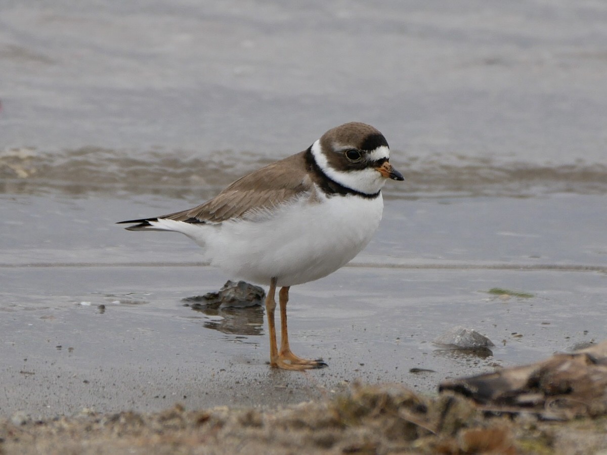 Semipalmated Plover - ML620264559