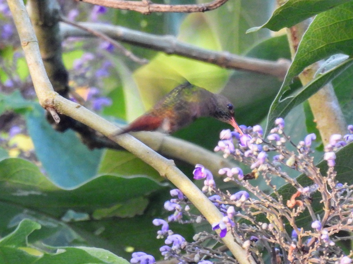 Rufous-tailed Hummingbird - ML620264580