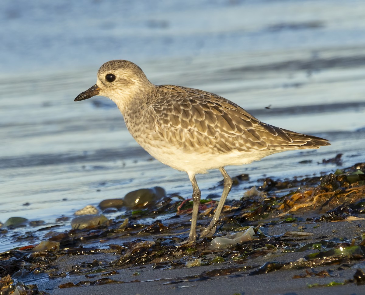 Black-bellied Plover - ML620264581