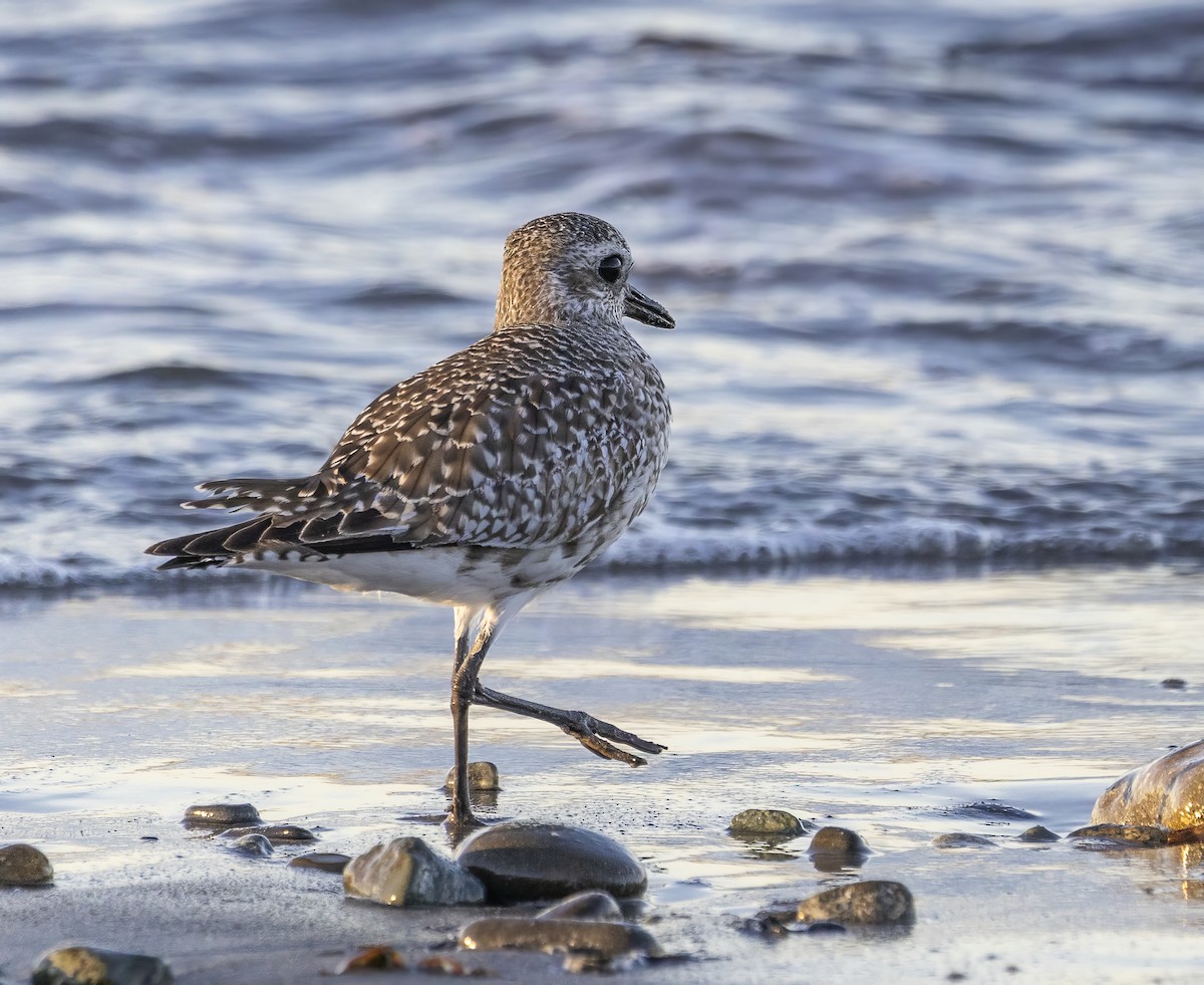 Black-bellied Plover - ML620264582