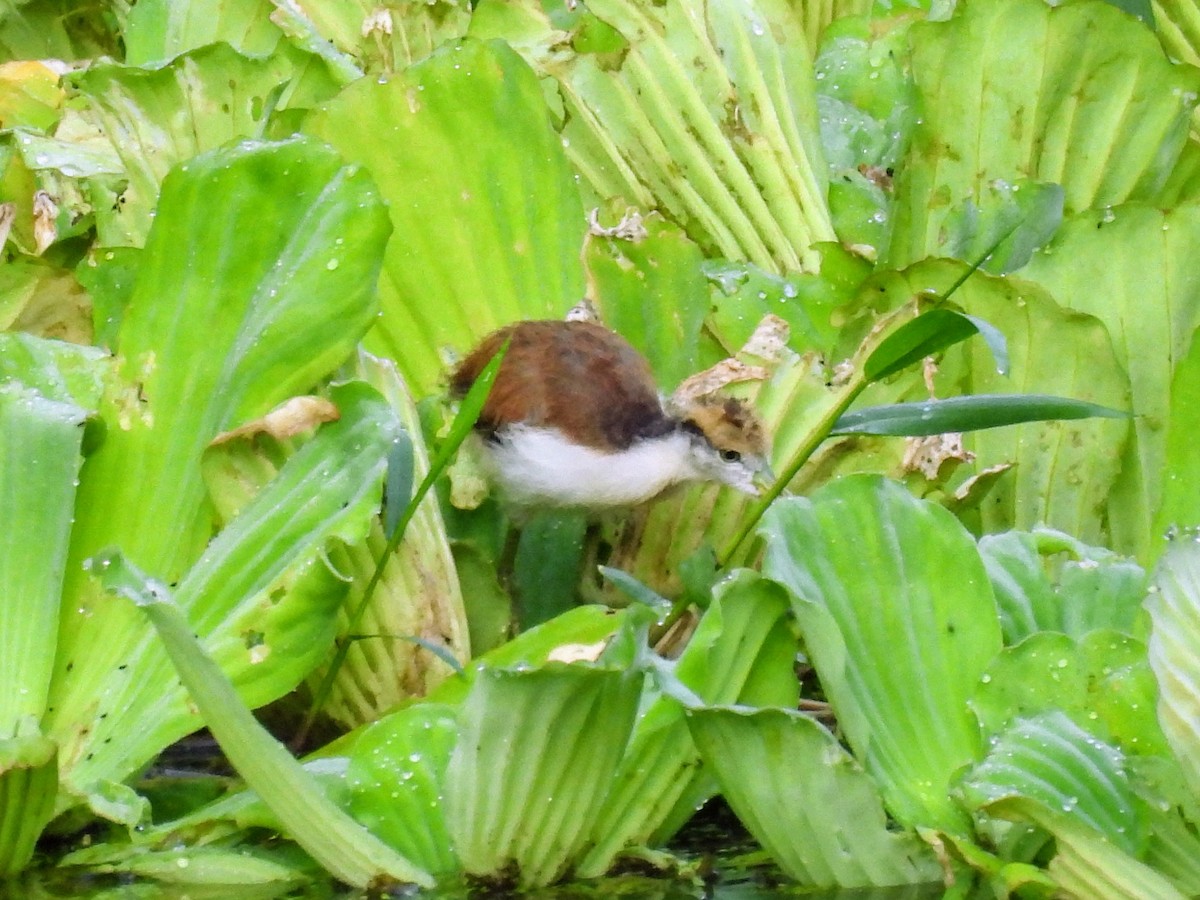 Northern Jacana - ML620264584