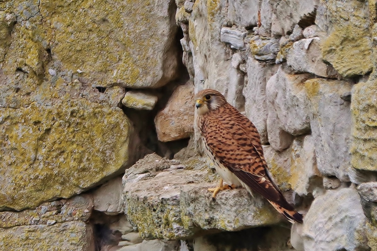 Eurasian Kestrel - ML620264591