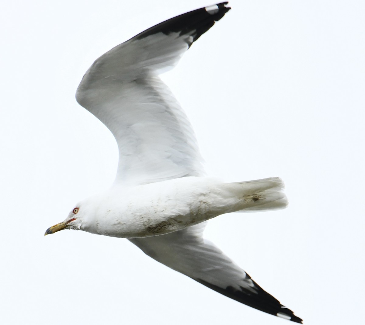 Ring-billed Gull - ML620264605