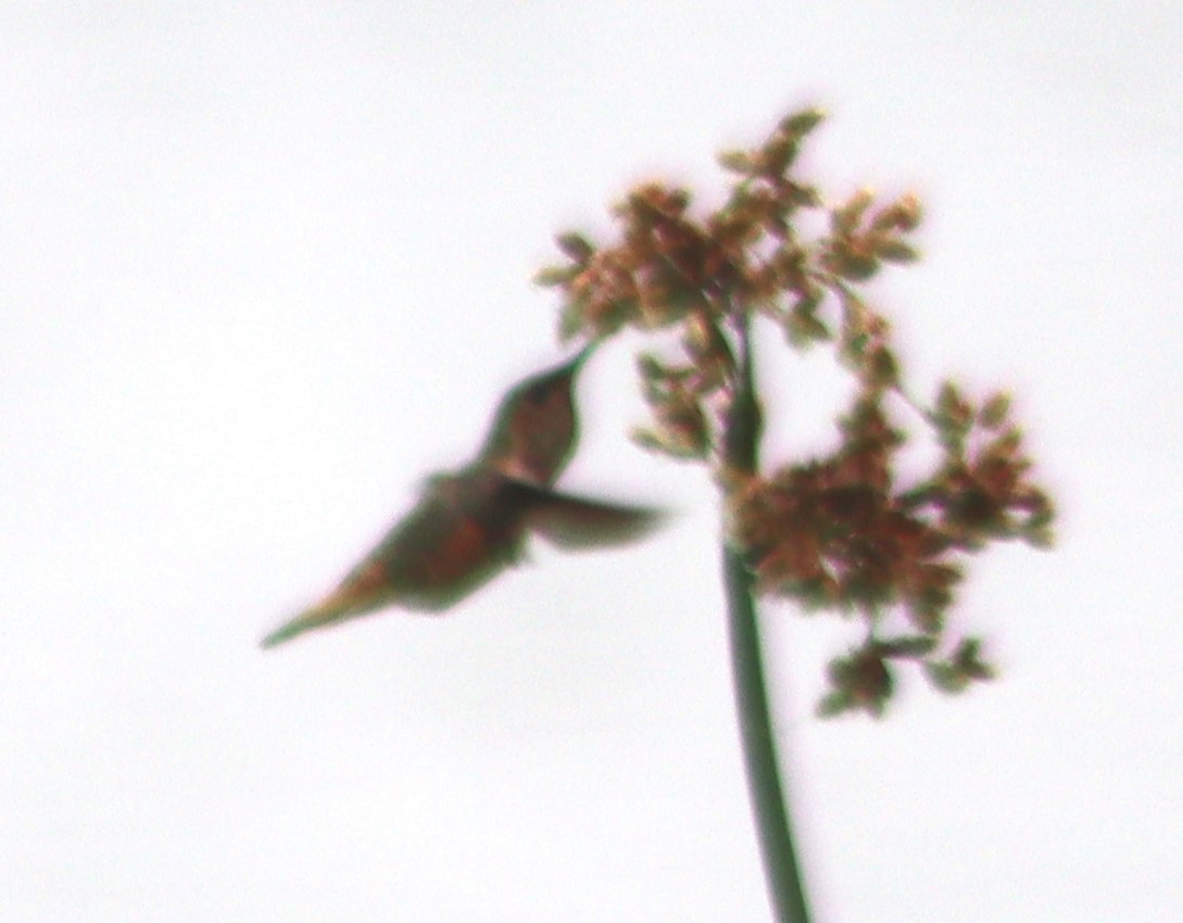 Allen's Hummingbird - ML620264609