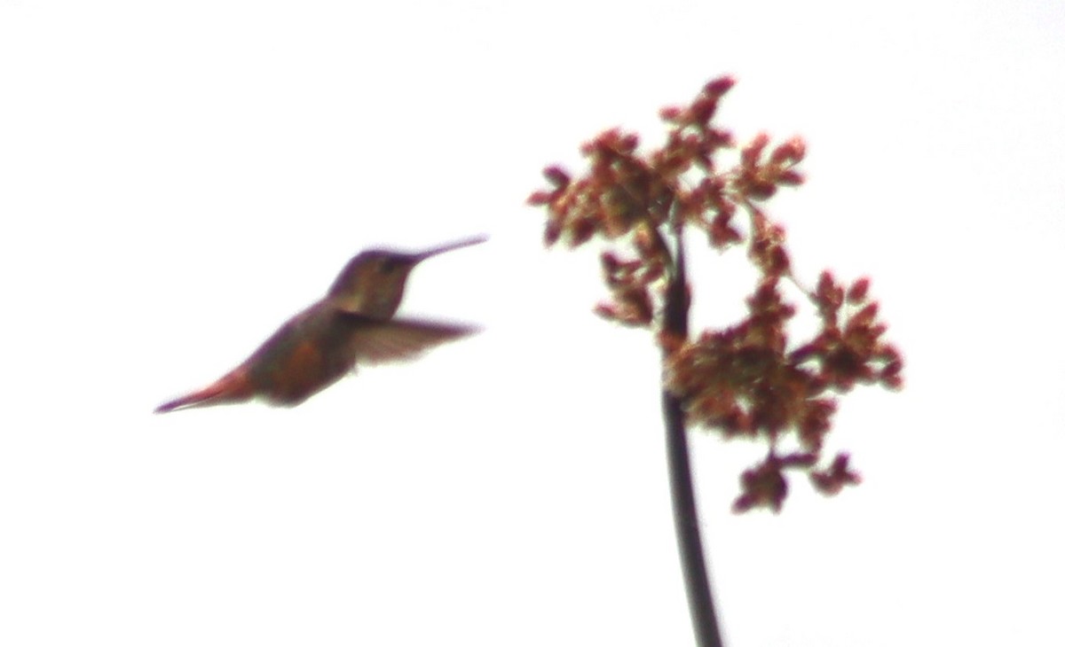 Allen's Hummingbird - ML620264610