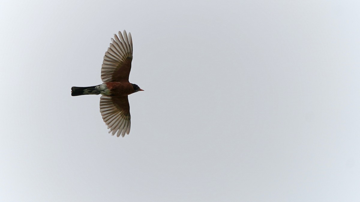 American Robin - ML620264613