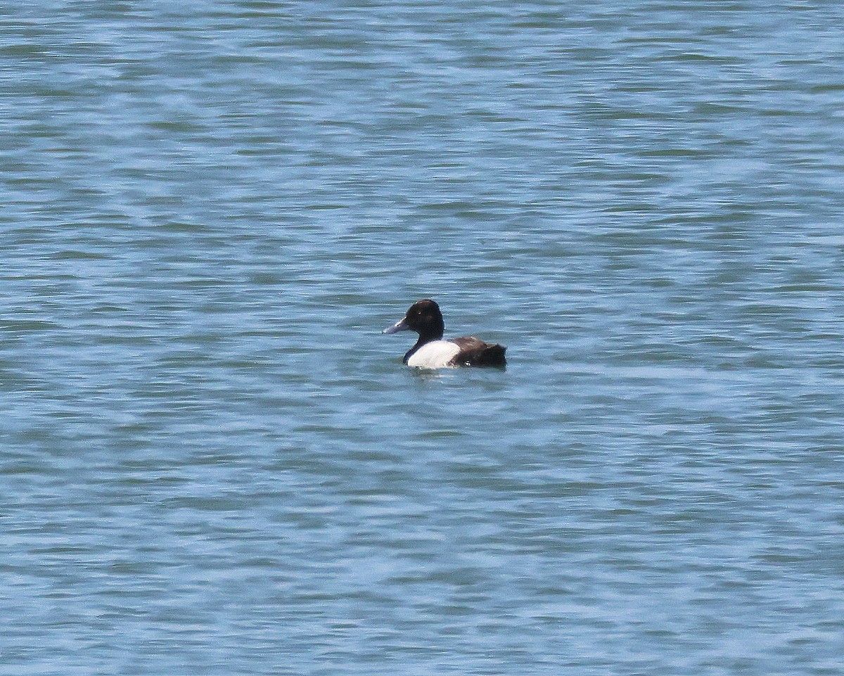 Lesser Scaup - ML620264621