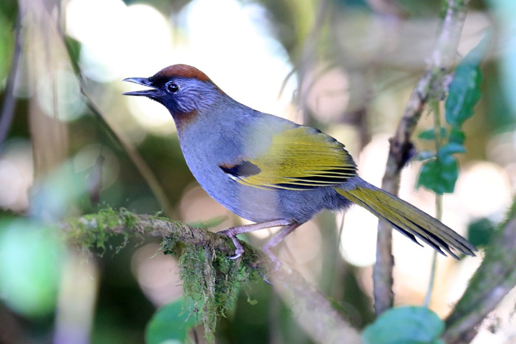 Silver-eared Laughingthrush - ML620264624