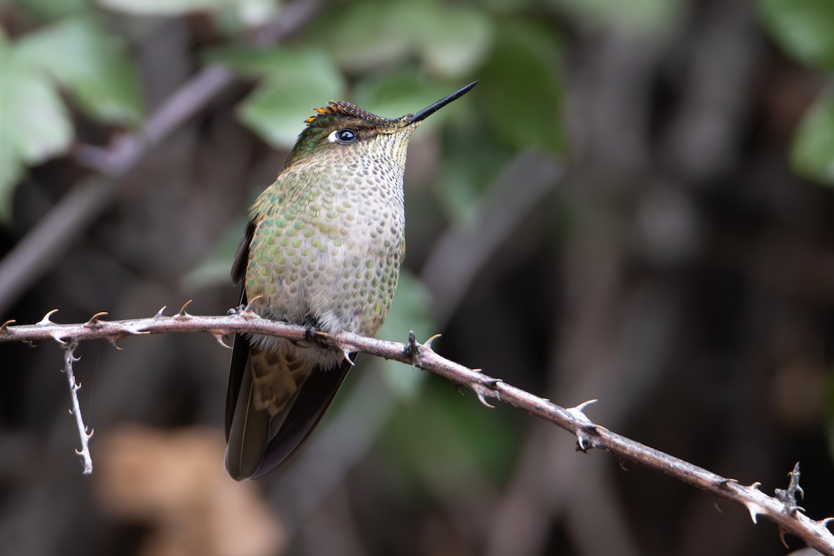 Green-backed Firecrown - ML620264626