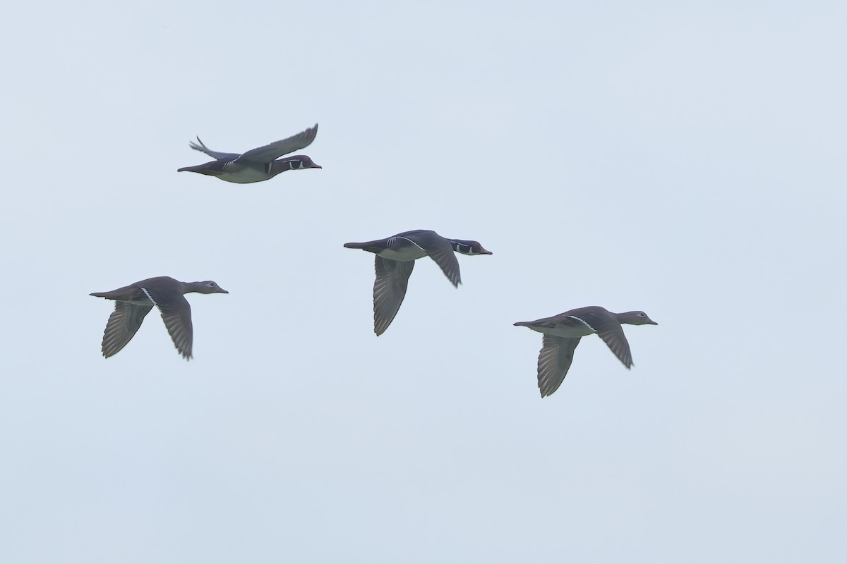 Wood Duck - ML620264633