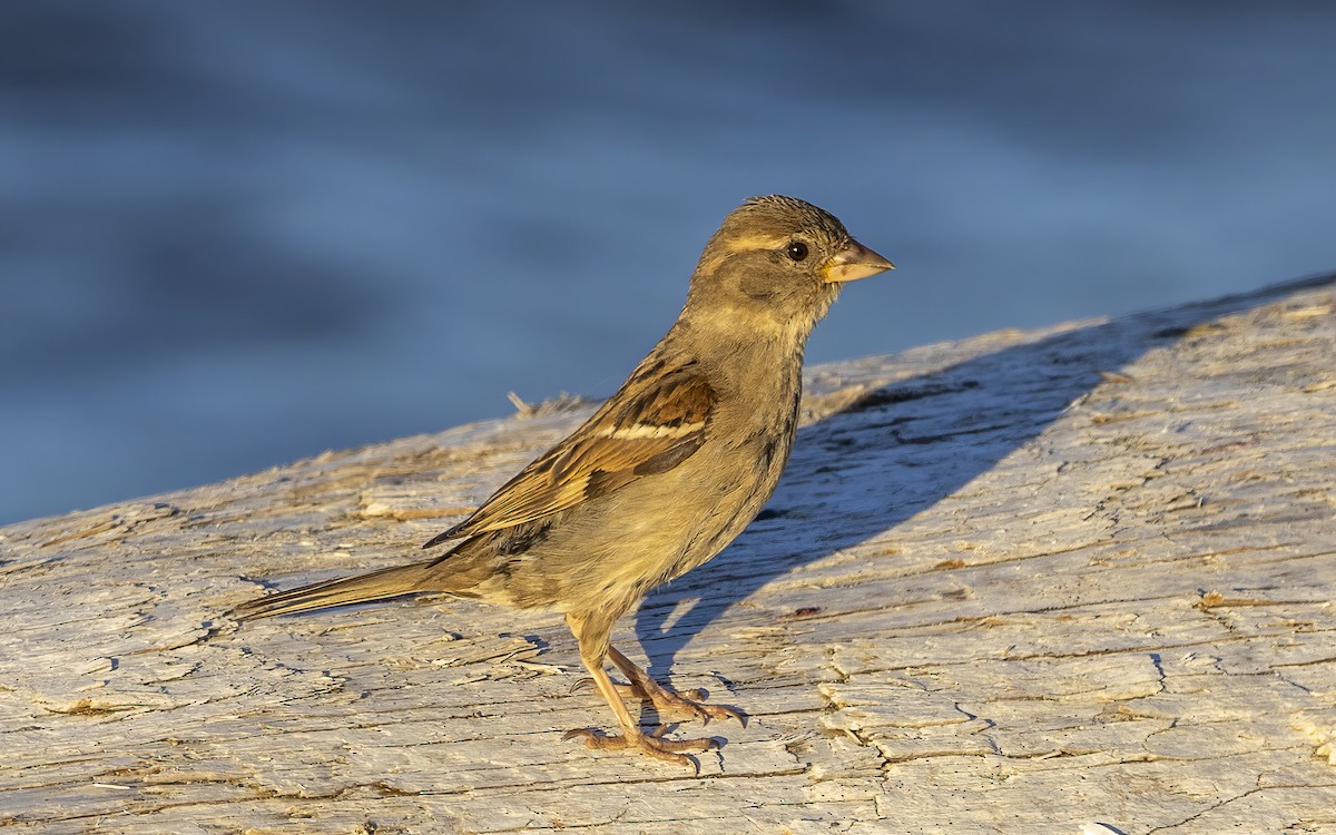 House Sparrow - ML620264636