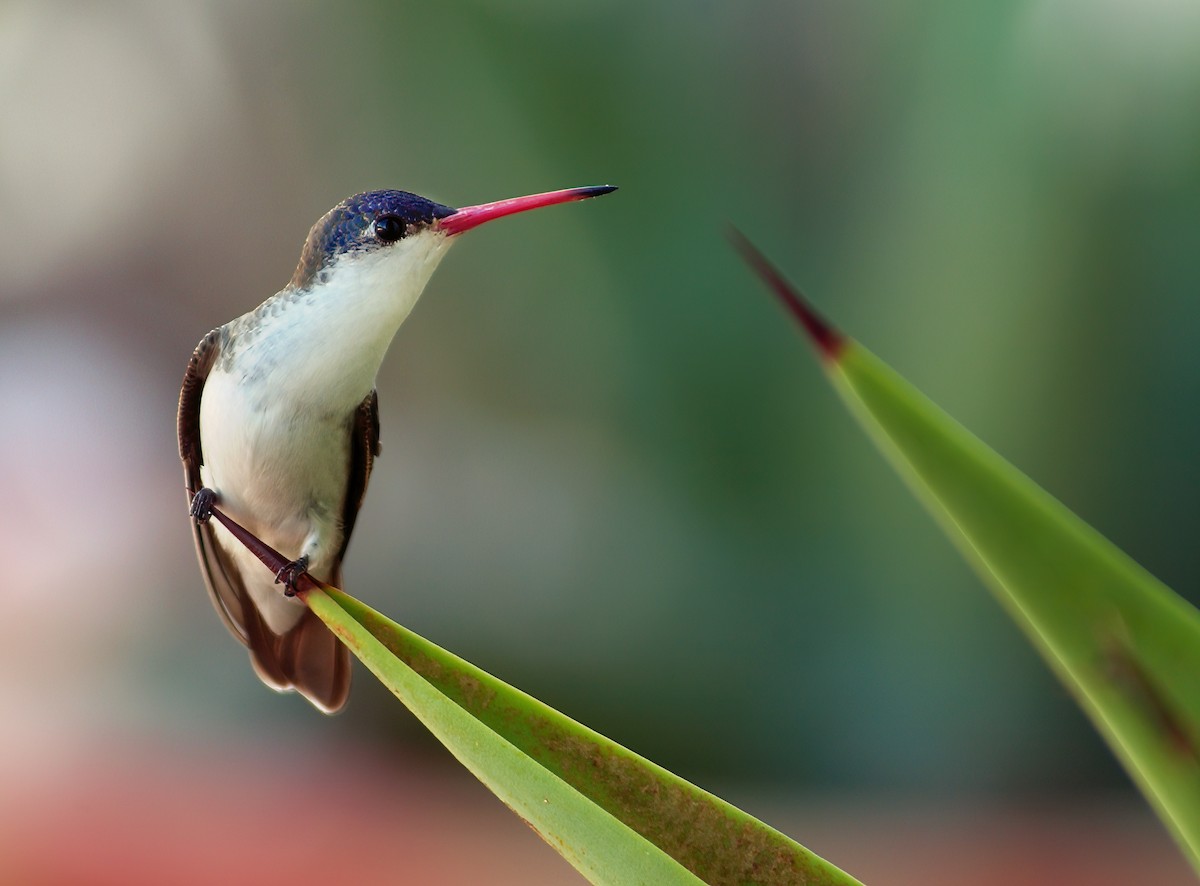 Violet-crowned Hummingbird - ML620264638