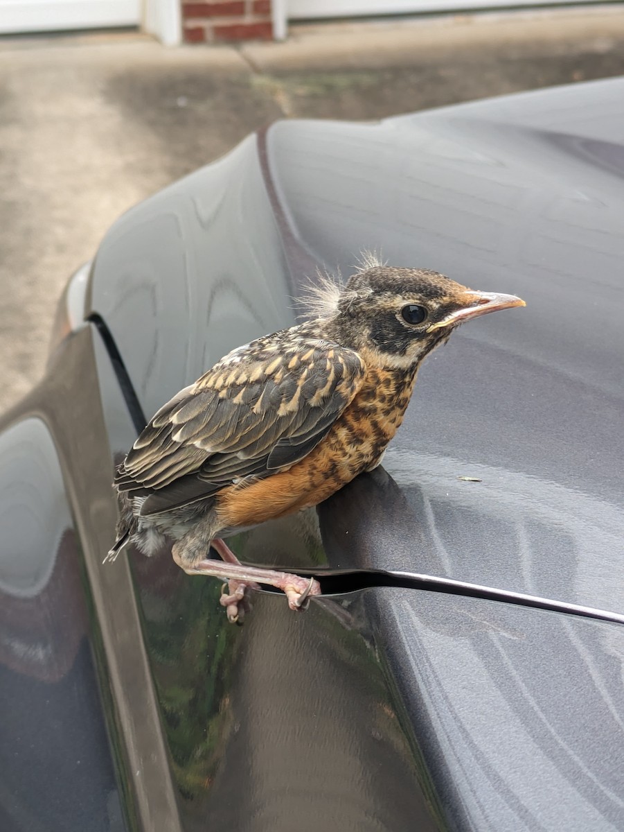 American Robin - ML620264640