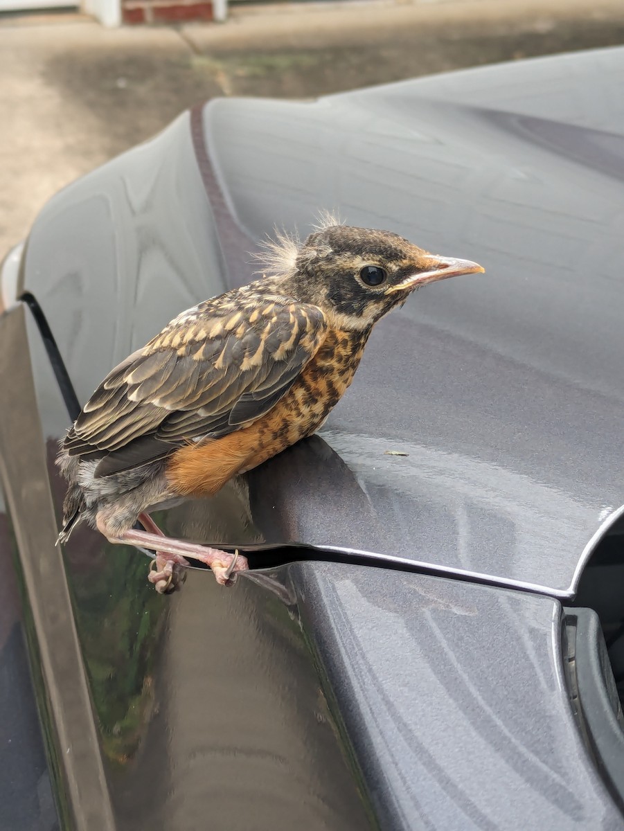 American Robin - ML620264641