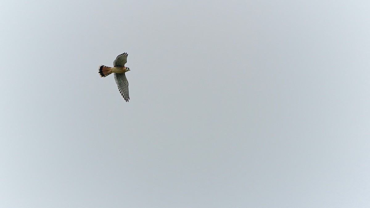 American Kestrel - ML620264658