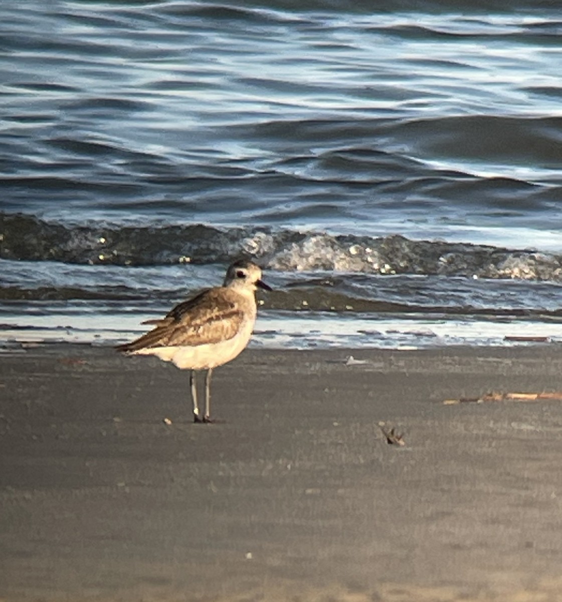 Black-bellied Plover - ML620264661