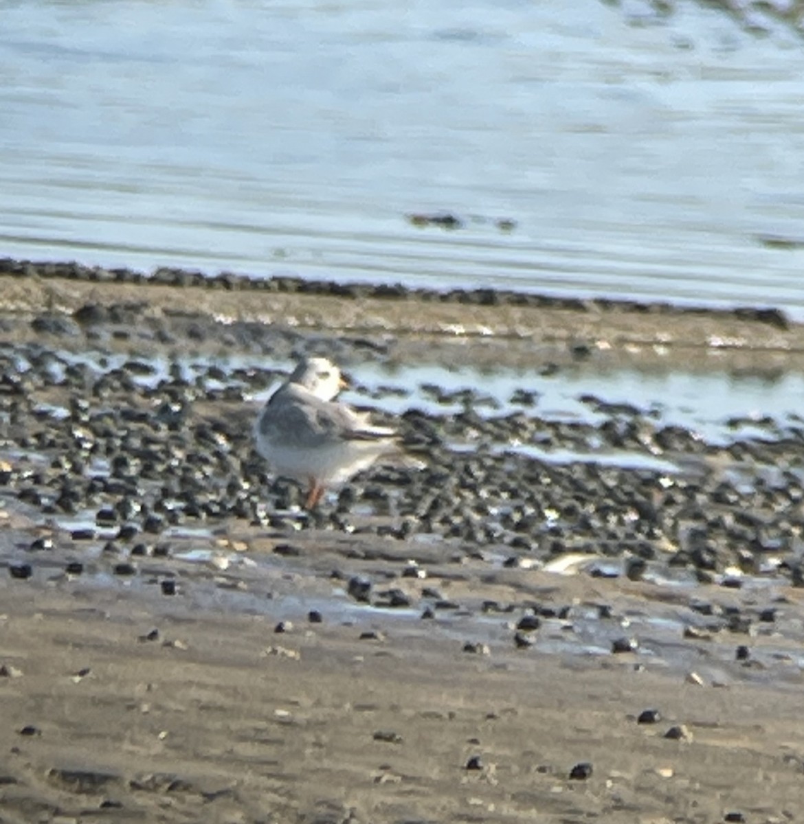 Piping Plover - ML620264666