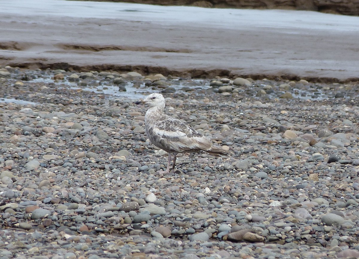 Gaviota Argéntea - ML620264669