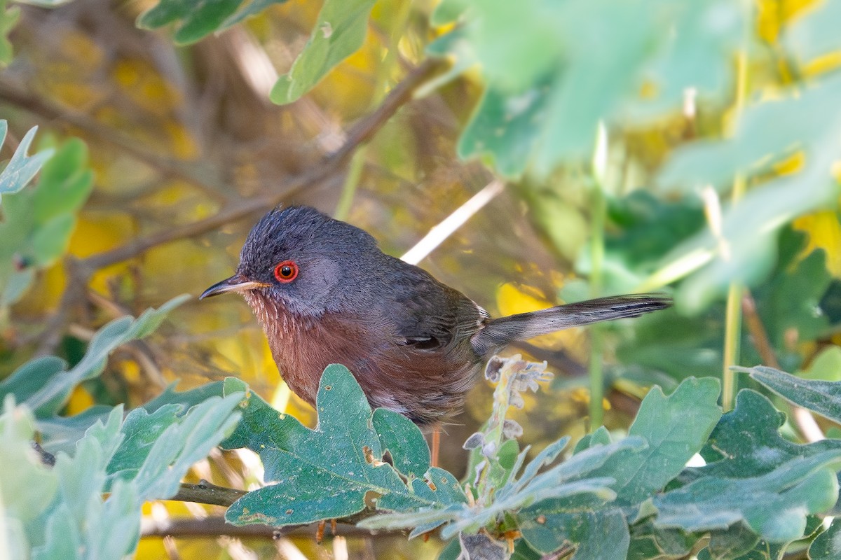 Dartford Warbler - ML620264671