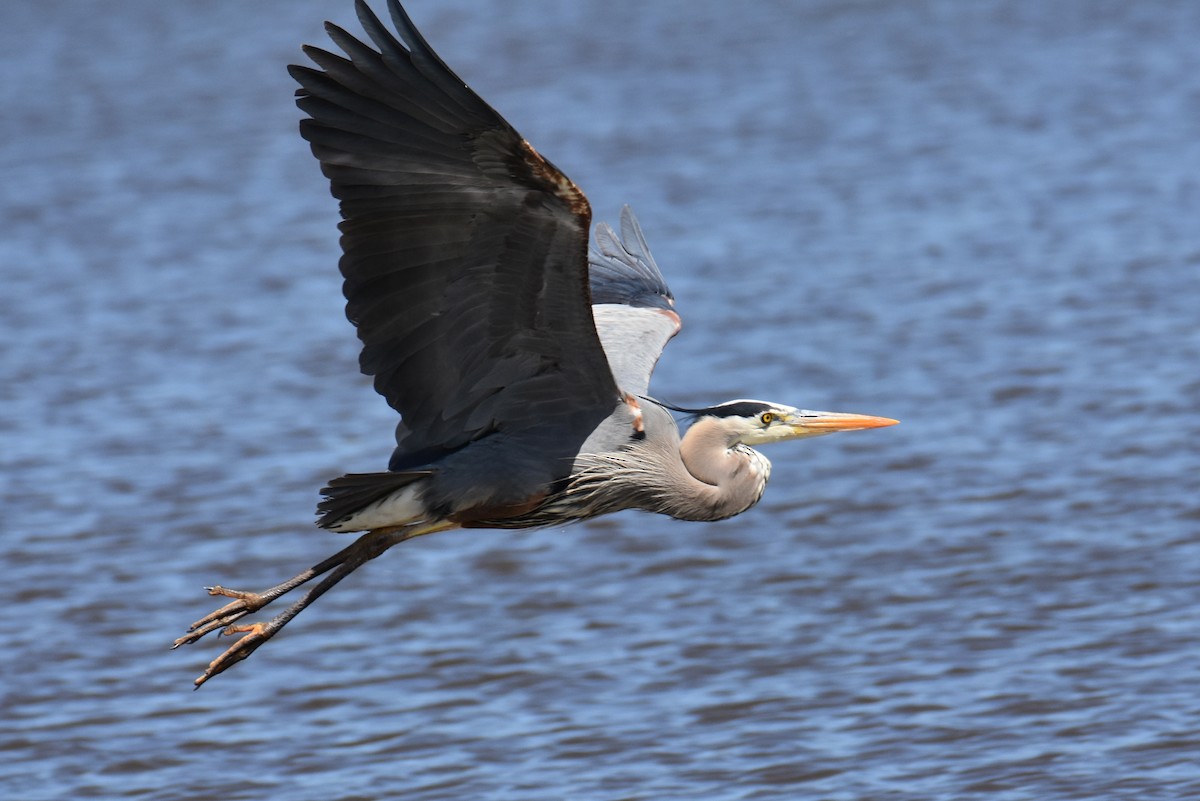 Great Blue Heron - ML620264672