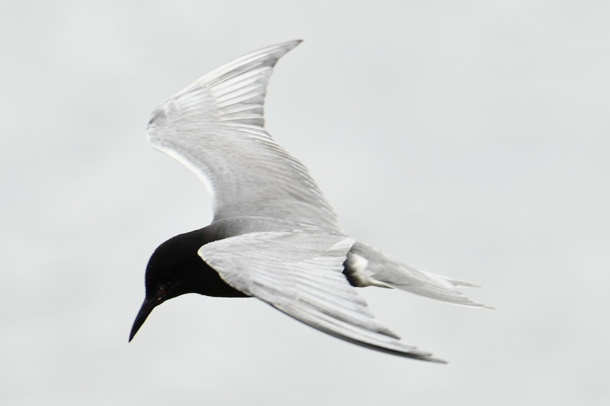 Black Tern - ML620264677