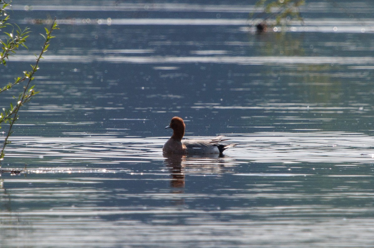 Eurasian Wigeon - ML620264681