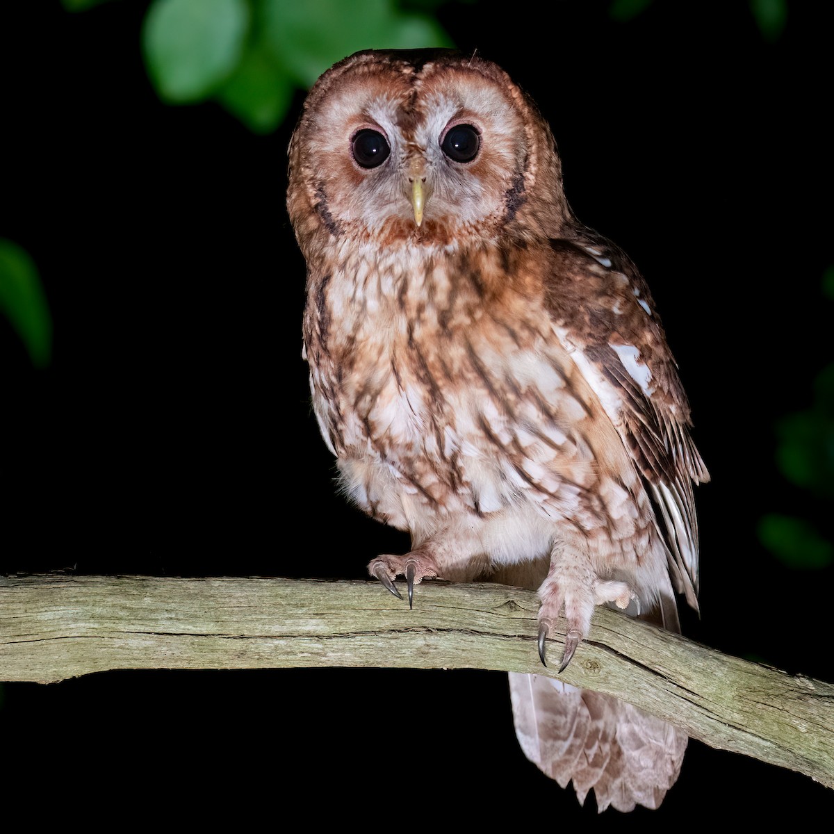 Tawny Owl - ML620264682