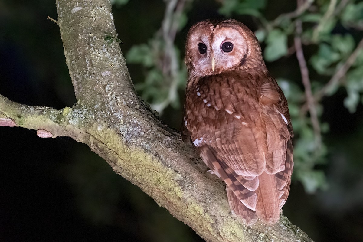 Tawny Owl - Daniel Field