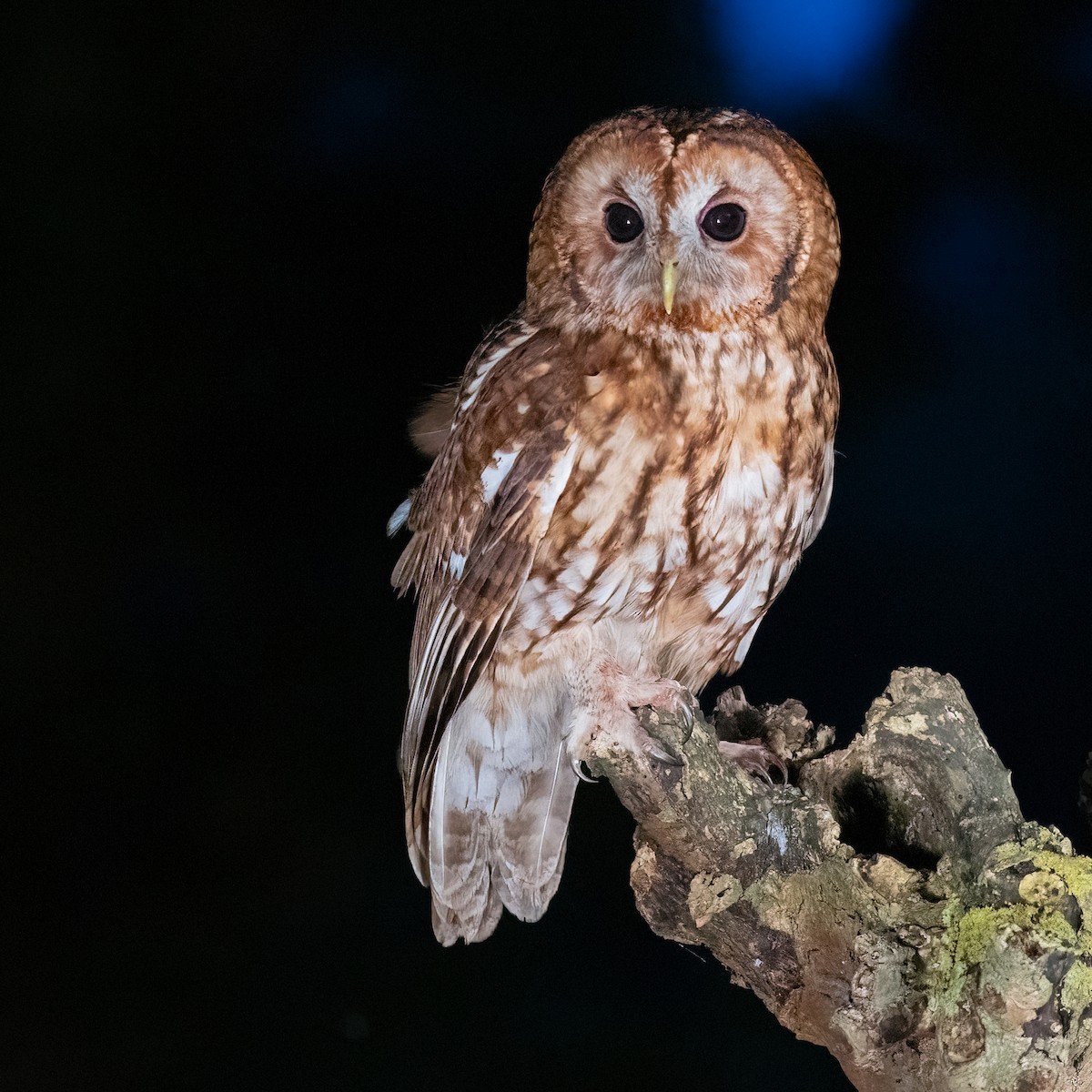 Tawny Owl - ML620264684