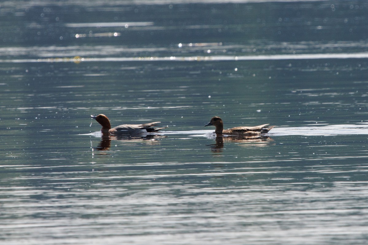 Eurasian Wigeon - ML620264685