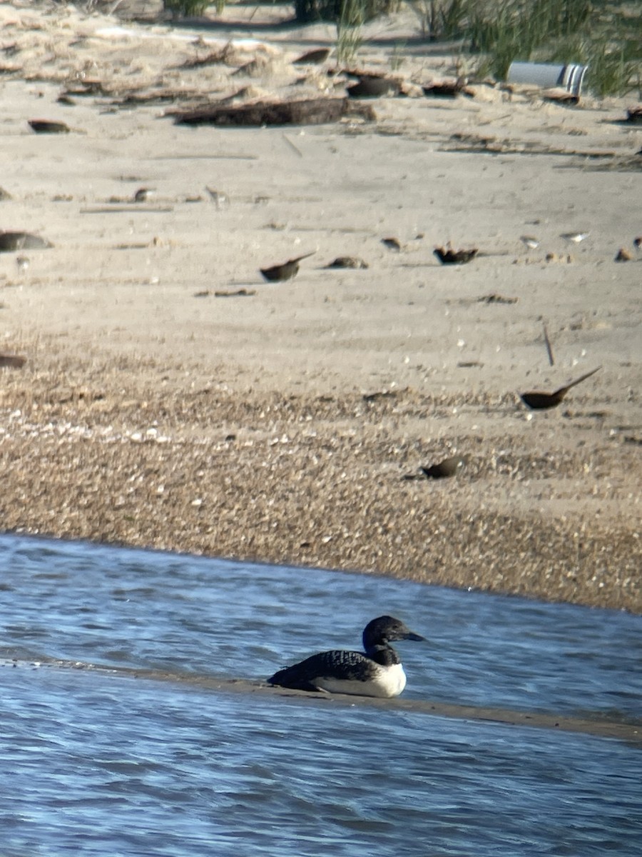 Common Loon - ML620264686