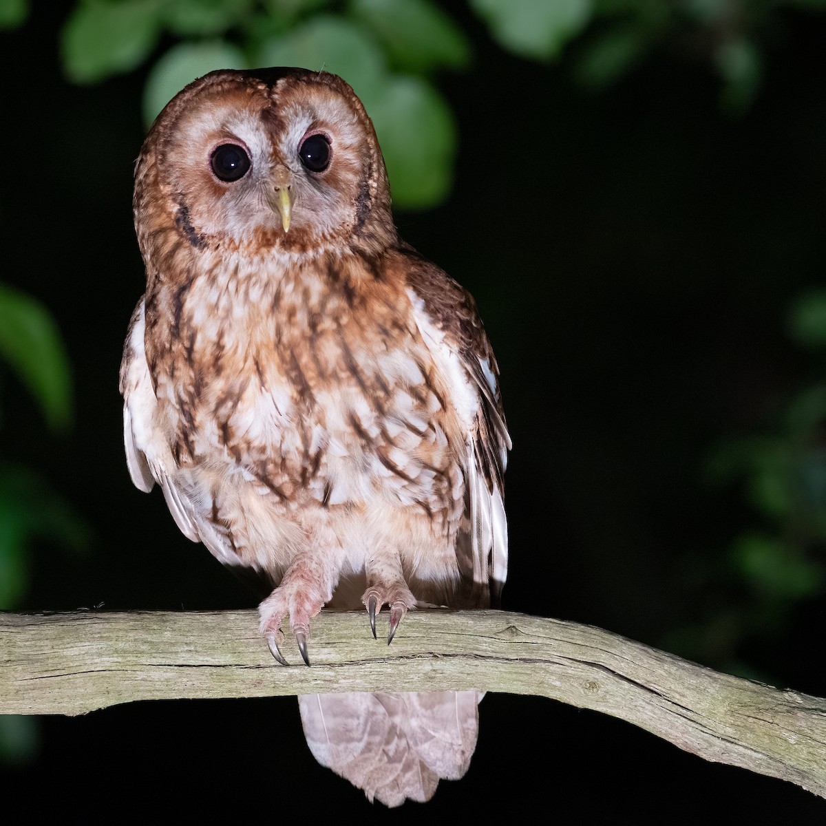 Tawny Owl - ML620264687