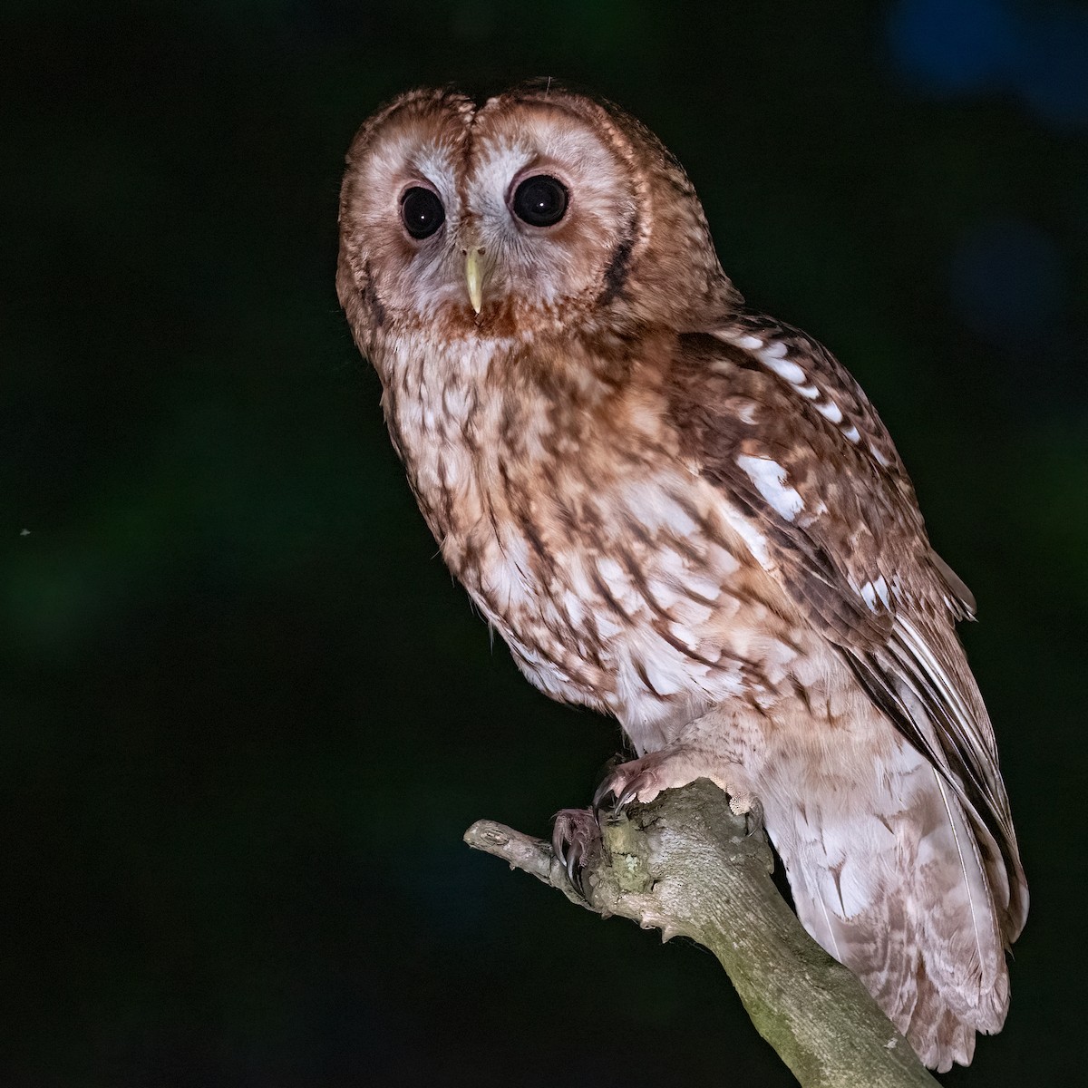 Tawny Owl - ML620264688