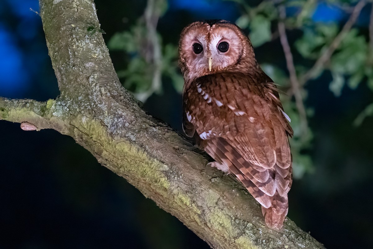 Tawny Owl - ML620264689