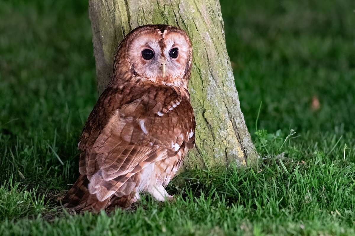 Tawny Owl - ML620264690