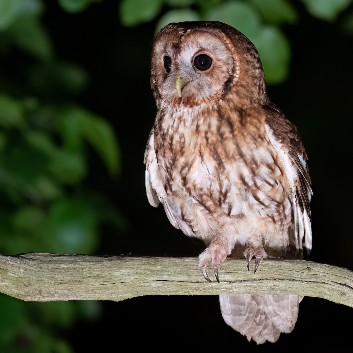 Tawny Owl - ML620264691