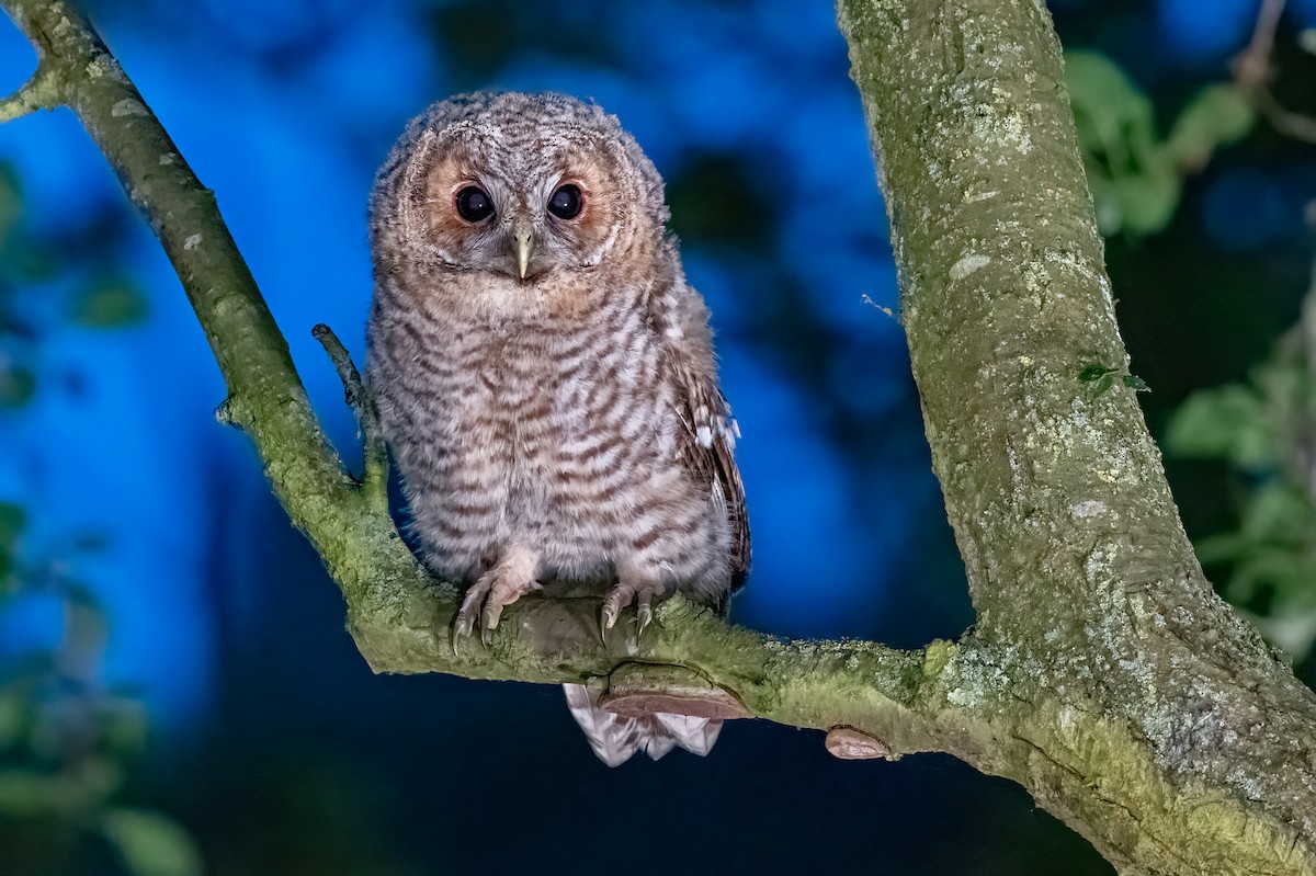 Tawny Owl - ML620264692