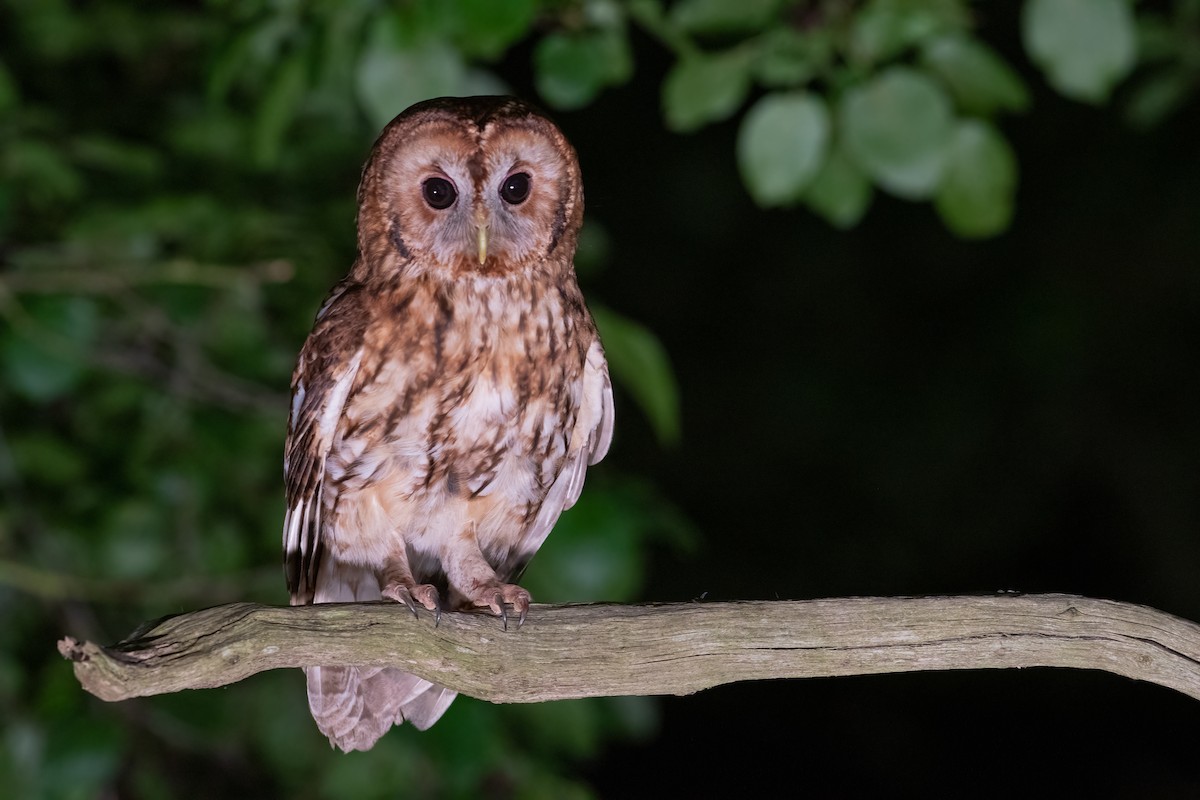 Tawny Owl - ML620264693