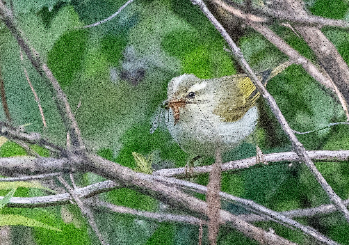 Western Crowned Warbler - ML620264702