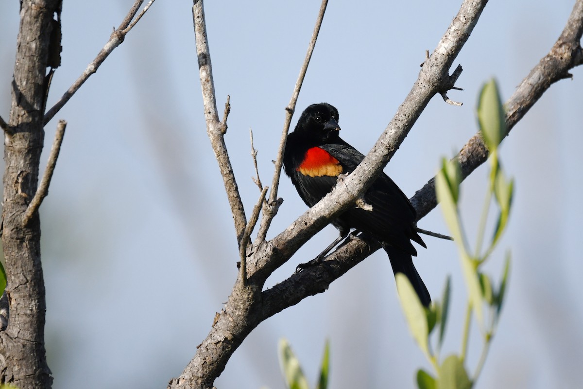 Red-winged Blackbird - ML620264704
