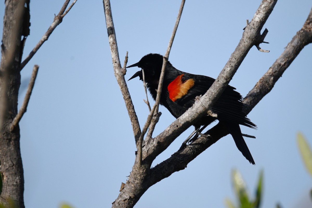 Red-winged Blackbird - ML620264705