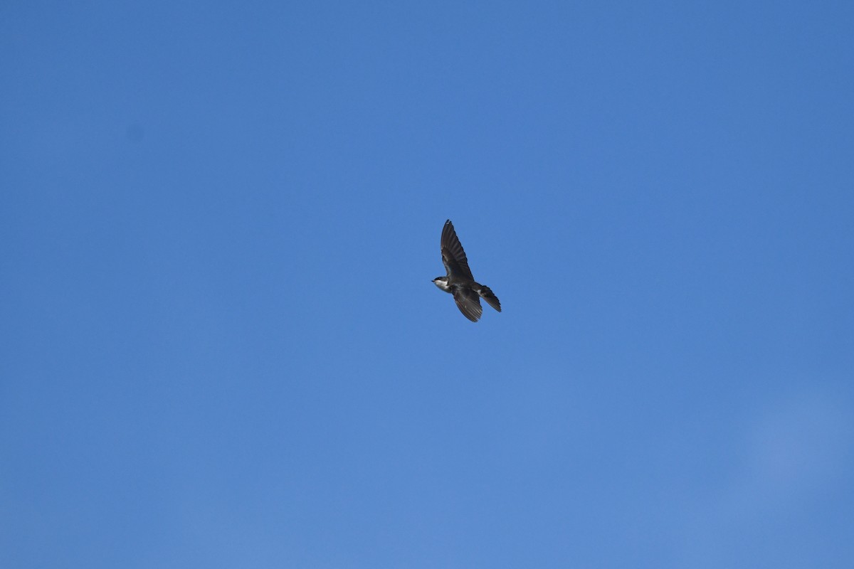 Golondrina Bicolor - ML620264718