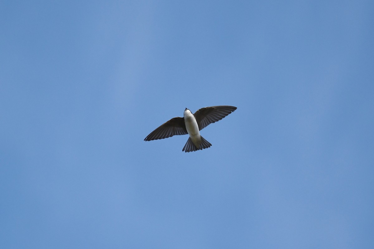 Golondrina Bicolor - ML620264719