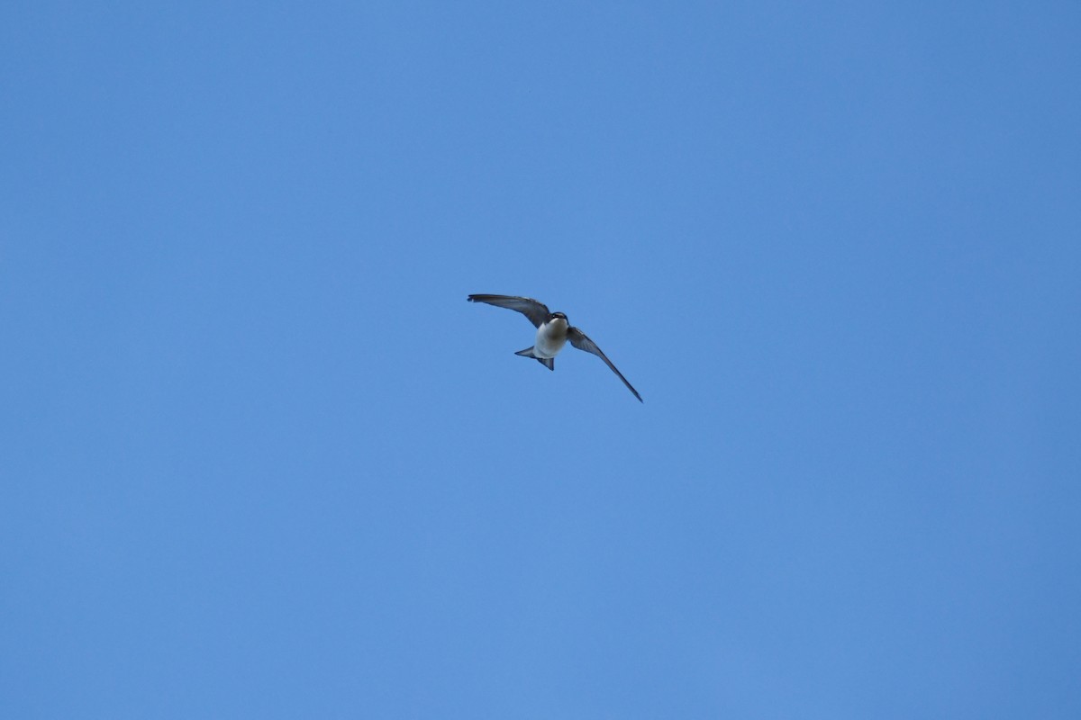 Golondrina Bicolor - ML620264720