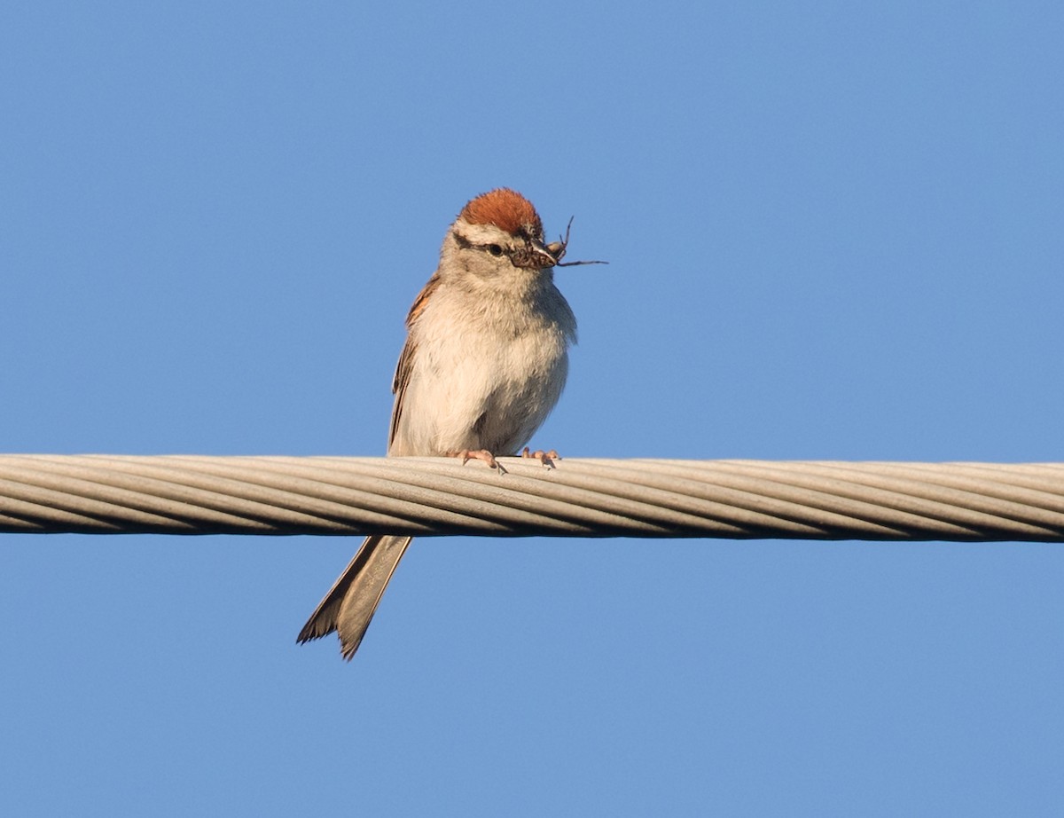 Chipping Sparrow - ML620264722