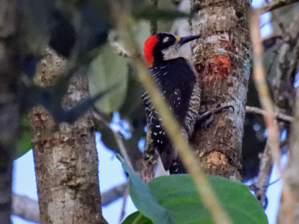 Black-cheeked Woodpecker - ML620264723